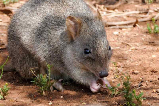 Let's celebrate these conservation success stories from around Australia