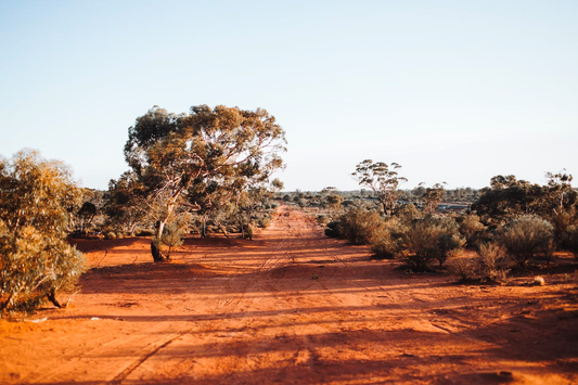 How To Incorporate Australian Native Ingredients Into Your Food