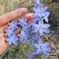 Pixie Nut and Co Sun Orchid Earrings