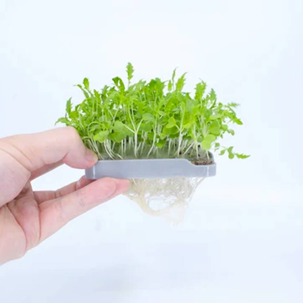 Micropod Seedmats - Mizuna (pack of 12)